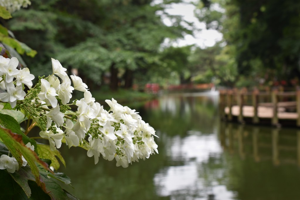 紫陽花と神社