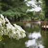 紫陽花と神社