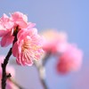 梅
