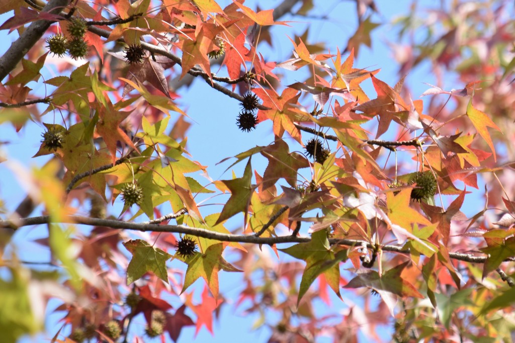 紅葉葉楓の紅葉