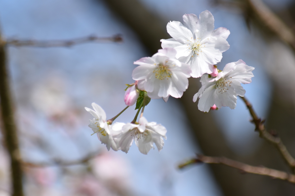 十月桜