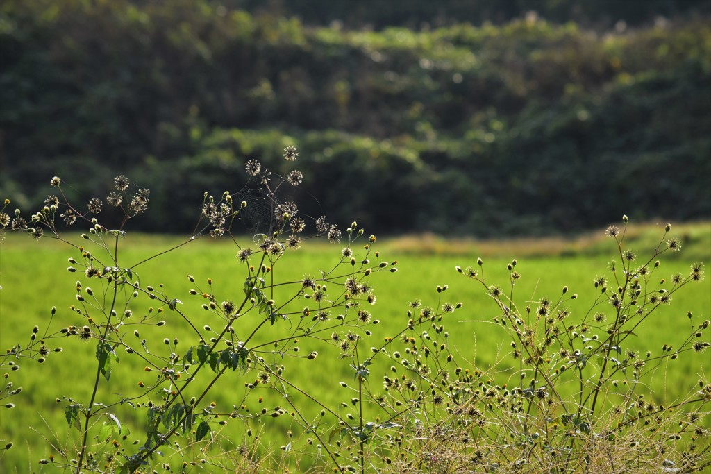 無敵のひっつき虫
