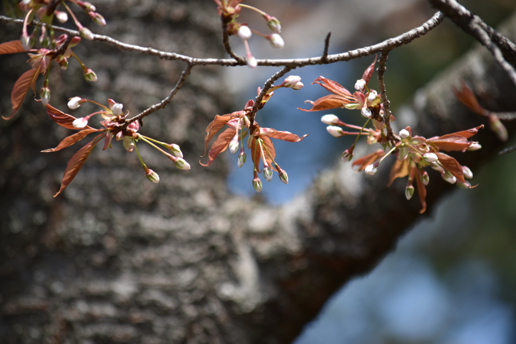 山桜