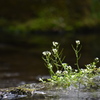 水辺の種漬花