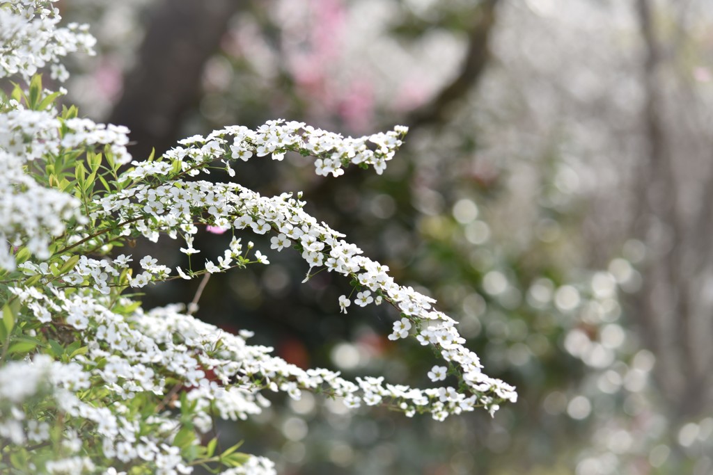 雪柳