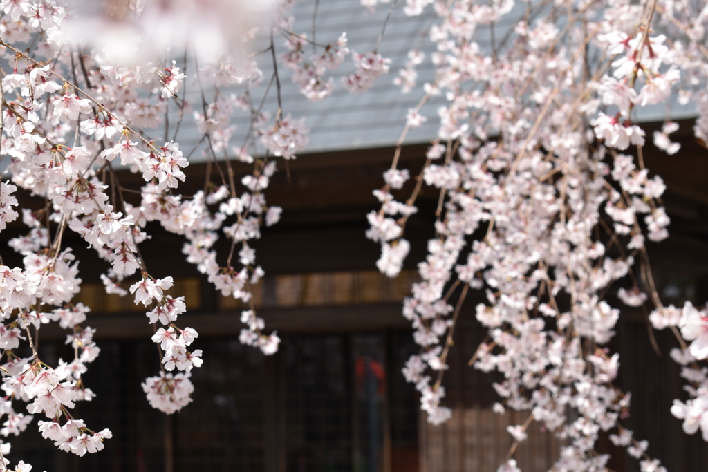 枝垂れ桜