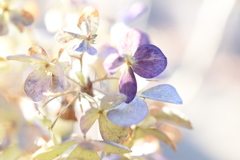 冬色紫陽花