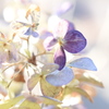 冬色紫陽花