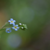 胡瓜草
