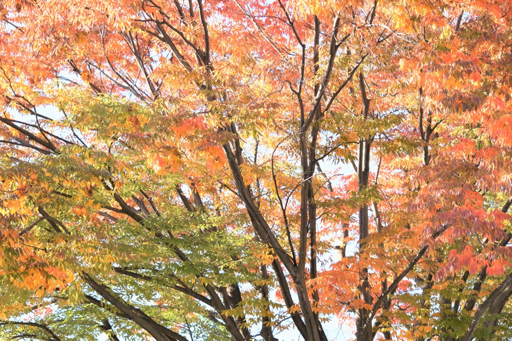 公園を見守る樹