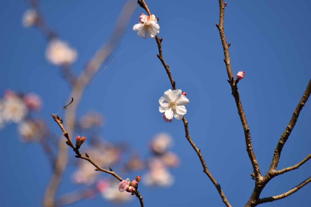 春よ、来い