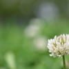 白詰草