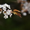 山桜