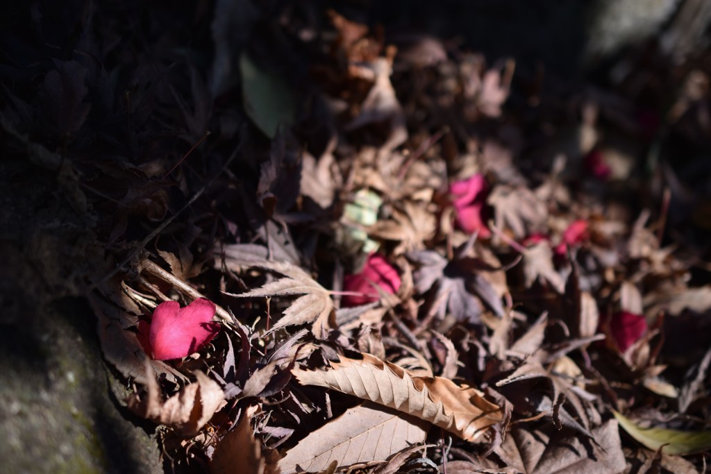 紅が散る