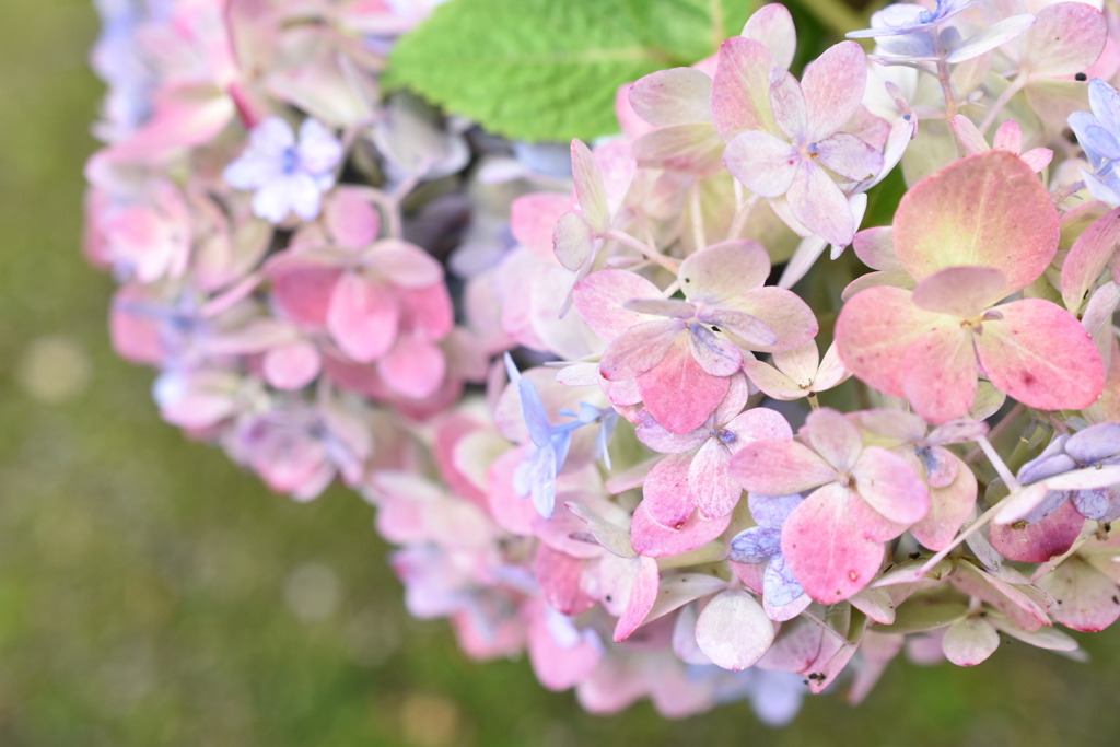 十月の紫陽花