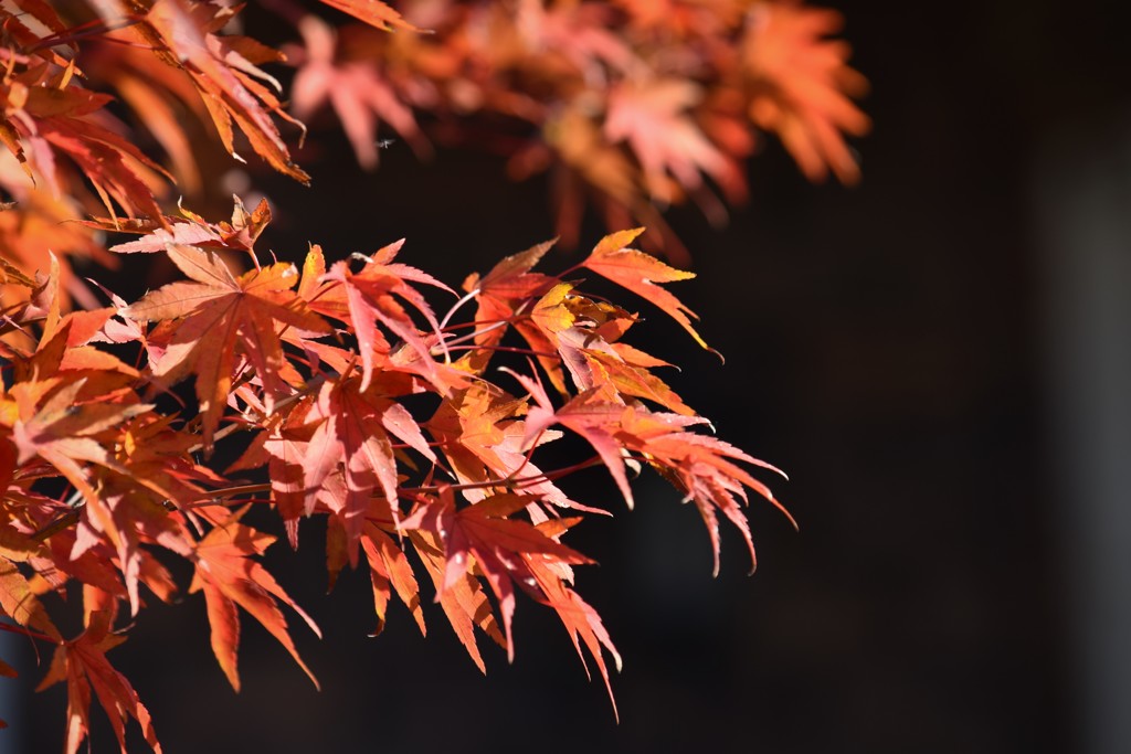 街なかで紅葉狩り