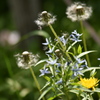 野の花束をあなたに