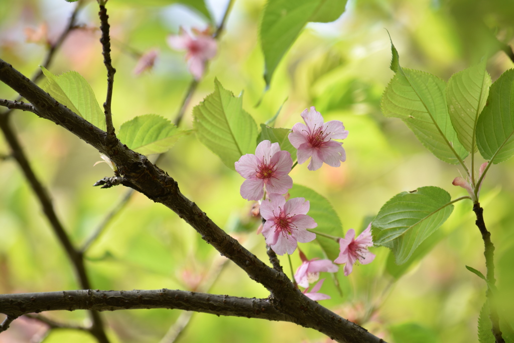 名残桜