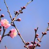 咲いたよー