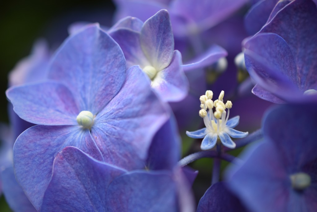 真実の花