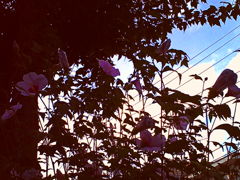 タチアオイらしき花となんかの木。