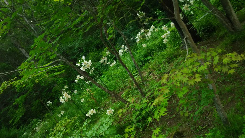 賢治の花壇