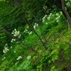 賢治の花壇