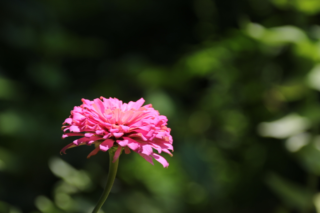 ピンクの花