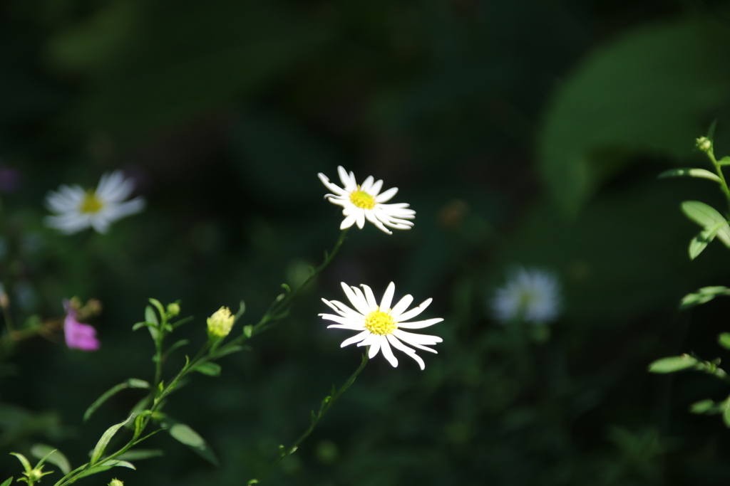 白い花