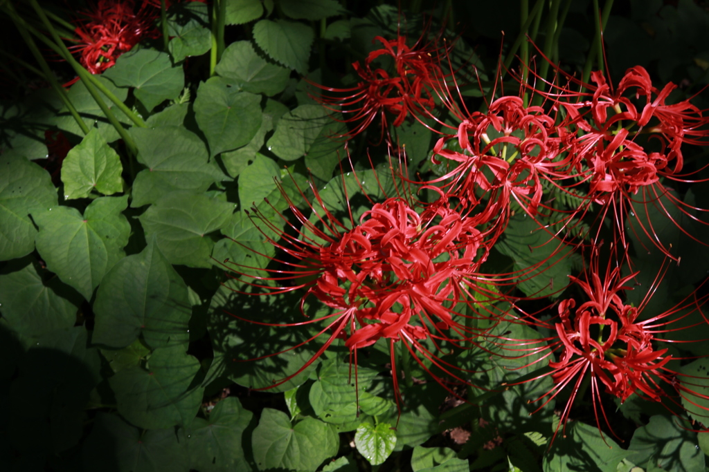 曼殊沙華