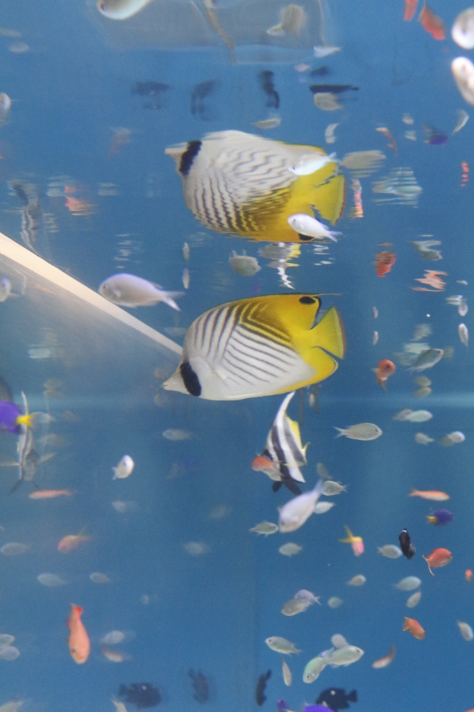 水族館にて　3