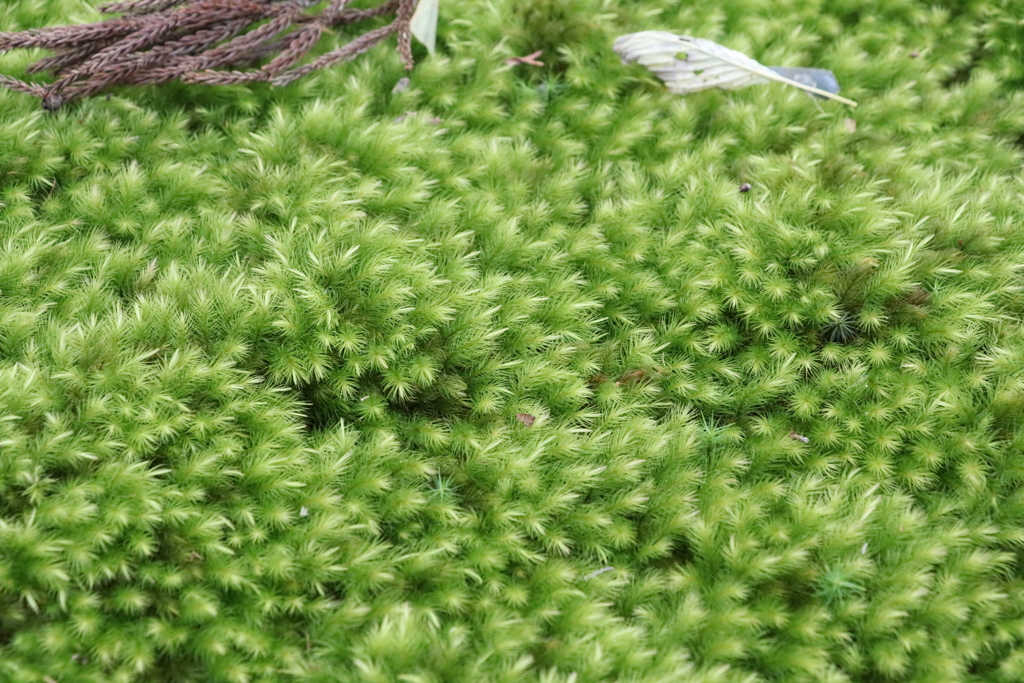 苔です