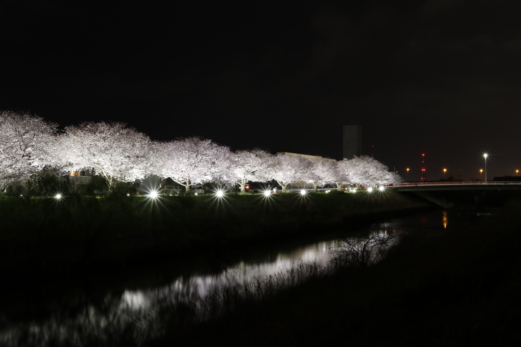 夜桜チャレンジ