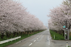 散りかけの桜一直線　２