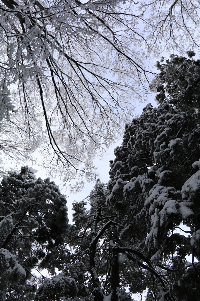 雪の華　