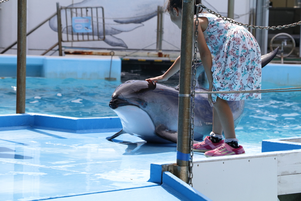 イルカさん頑張ってます