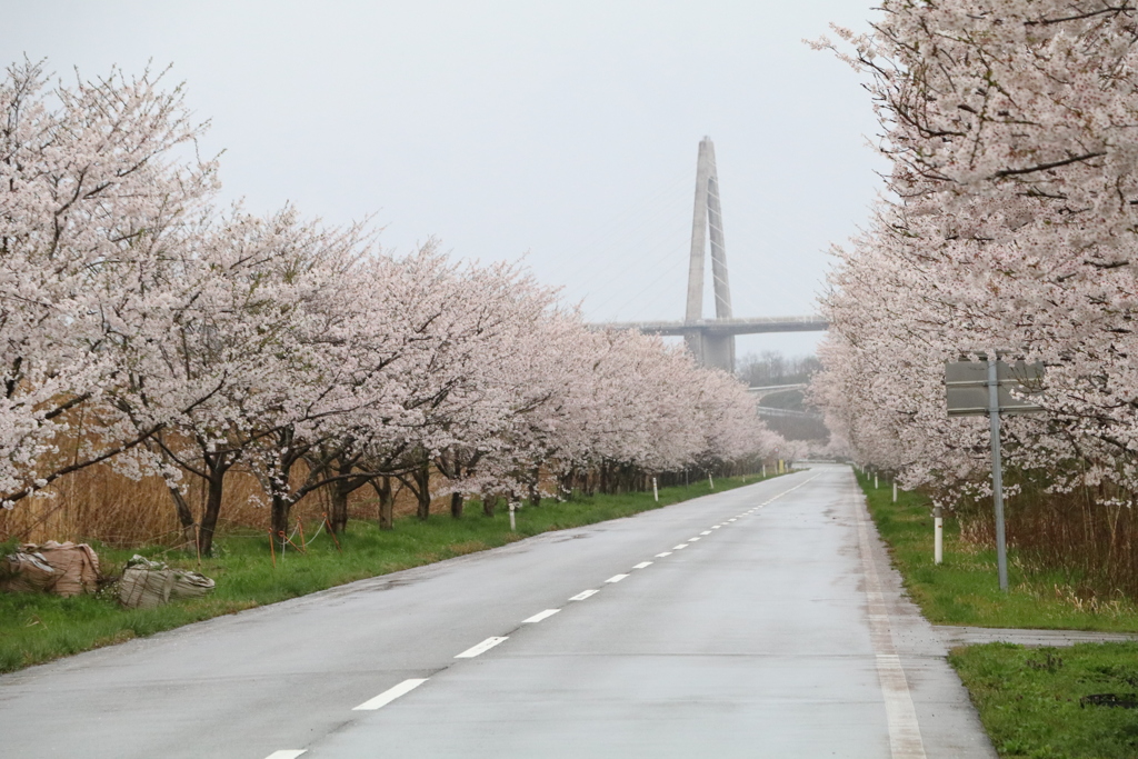 散り始めの桜一直線　１