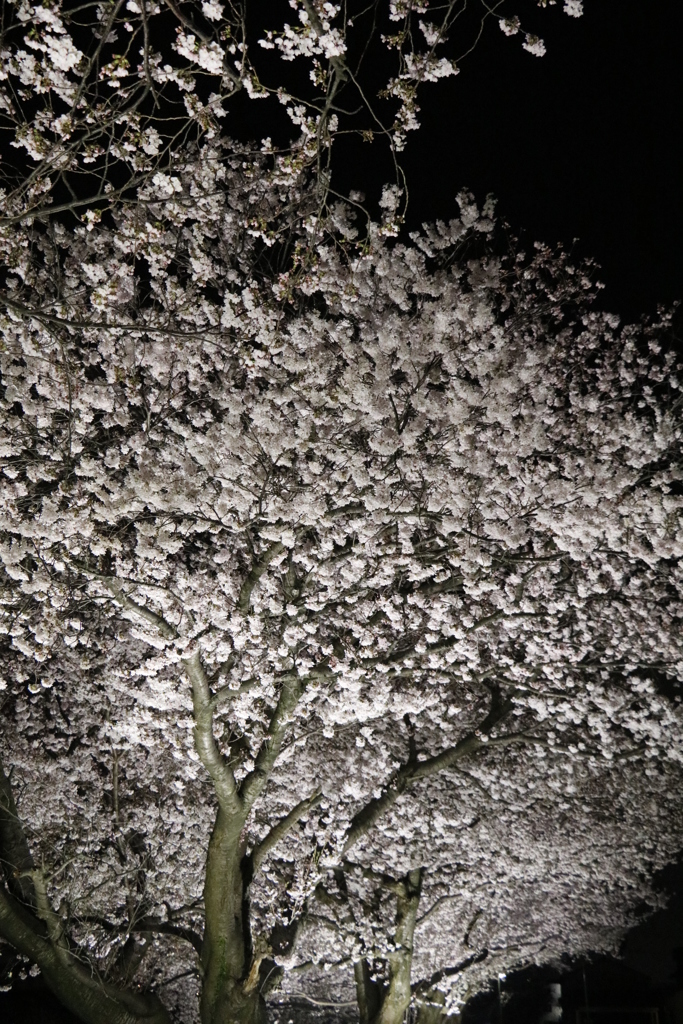 撮ってみました