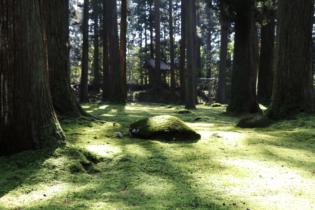 苔は