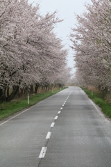 散りかけの桜ロード