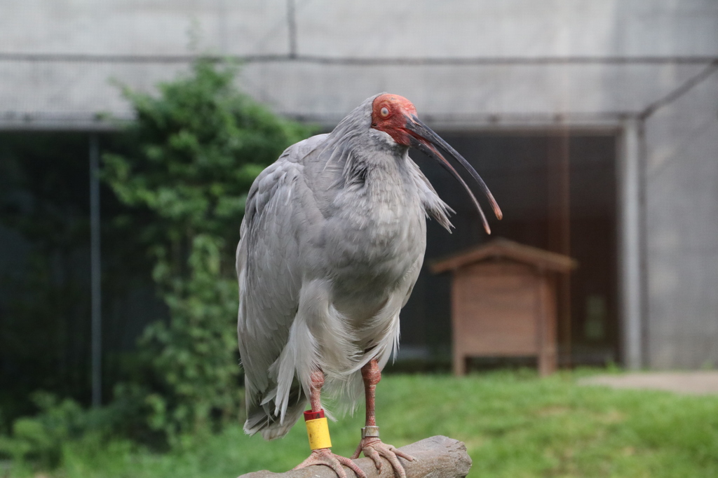 俺はトキ