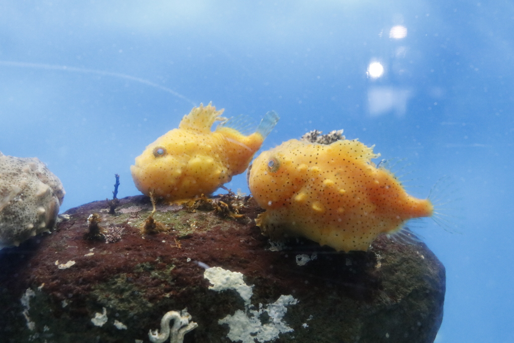 水族館にて　2