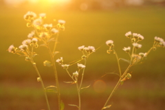 夕刻の野草