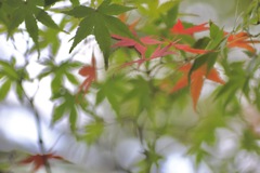 秋色探し