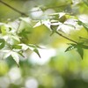 キラキラ青紅葉