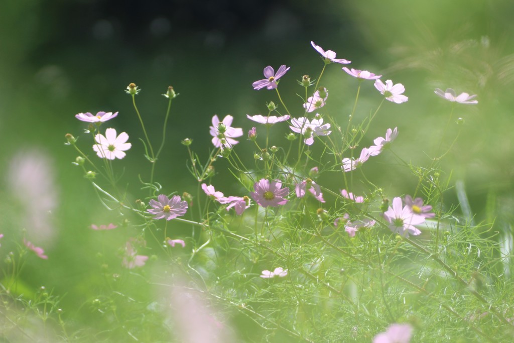葉っぱ越しの秋桜