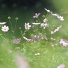 葉っぱ越しの秋桜