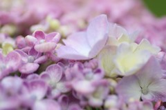 おたふく紫陽花