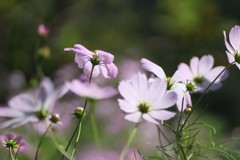 秋色・秋桜