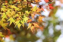 紅葉  ヒカリと共に